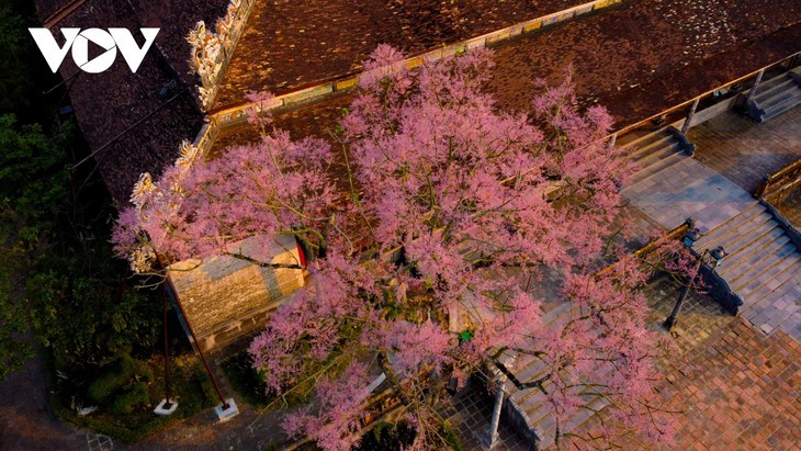 Des Parasols chinois en fleur dans la cité impériale de Huê - ảnh 11