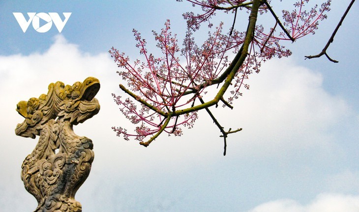 Des Parasols chinois en fleur dans la cité impériale de Huê - ảnh 4