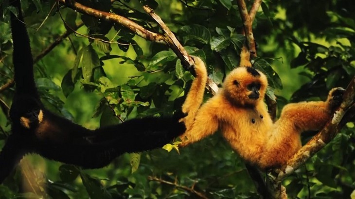 Deux nouvelles réserves de biosphère vietnamiennes reconnues par l’Unesco - ảnh 14