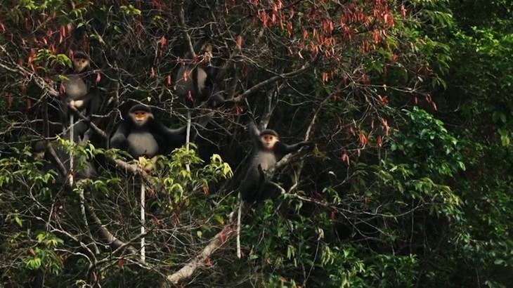 Deux nouvelles réserves de biosphère vietnamiennes reconnues par l’Unesco - ảnh 15