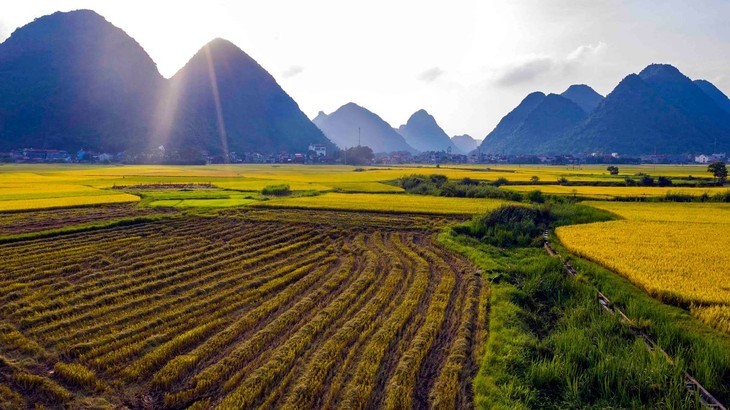 Les rizières  à la saison du riz mûr au Vietnam - ảnh 6