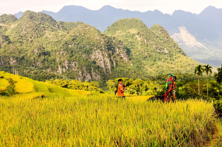 Les rizières  à la saison du riz mûr au Vietnam - ảnh 17