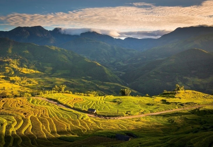 Les rizières  à la saison du riz mûr au Vietnam - ảnh 8