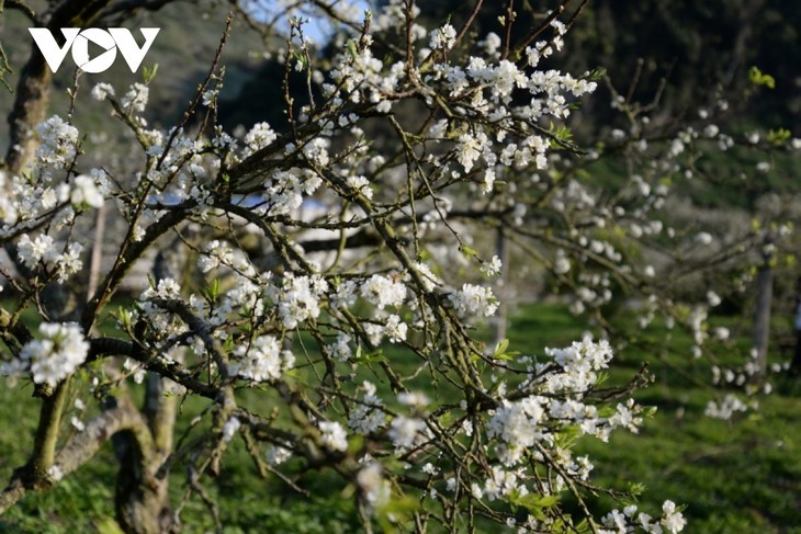 Les pruniers en fleur à Môc Châu - ảnh 6