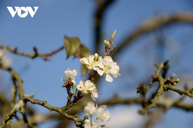 Les pruniers en fleur à Môc Châu - ảnh 10