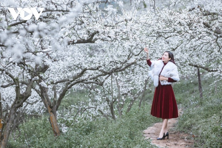 Les pruniers en fleur à Môc Châu - ảnh 11