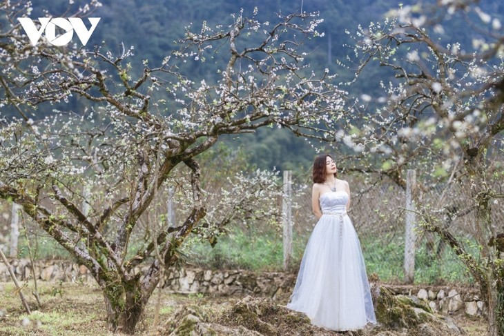 Les pruniers en fleur à Môc Châu - ảnh 14