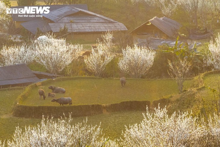 L'éveil printanier des pruniers à Ta Van Chu: une symphonie de blanc dans les montagnes - ảnh 11