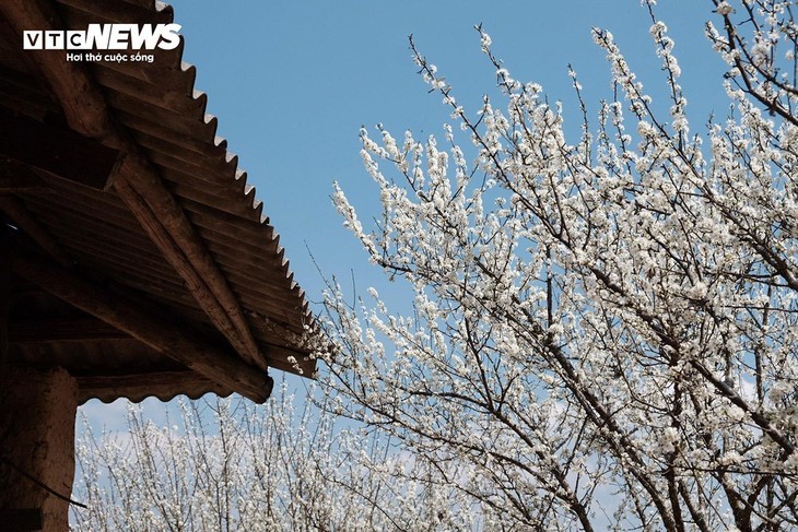 L'éveil printanier des pruniers à Ta Van Chu: une symphonie de blanc dans les montagnes - ảnh 3