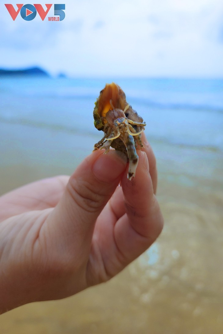 L'île de Thanh Lân - un joyau caché au milieu de l'océan - ảnh 10