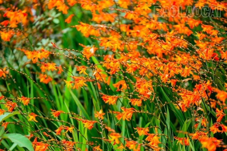 L'éclat du Festival des crocosmias orange 2024 à Sa Pa - ảnh 3