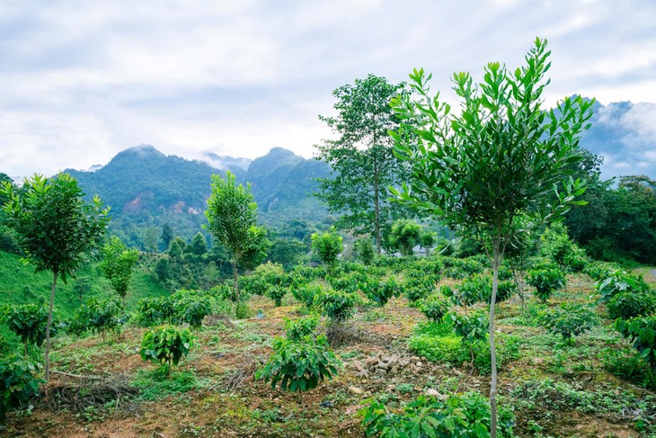Diversifier les cultures pour un avenir durable à Tuân Giao, Diên Biên - ảnh 1