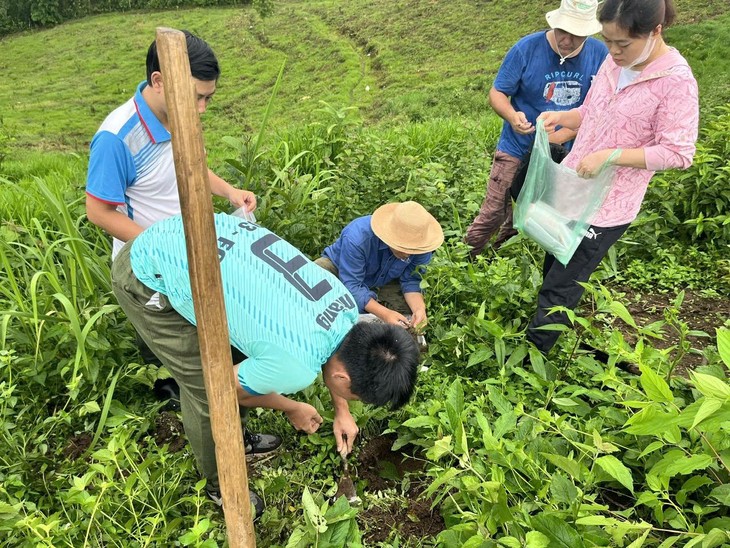 Diversifier les cultures pour un avenir durable à Tuân Giao, Diên Biên - ảnh 3