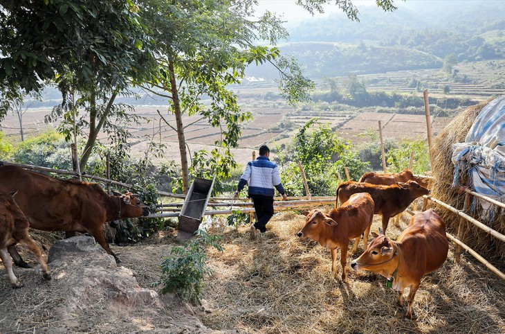 À Diên Biên, l’élevage change de visage - ảnh 1