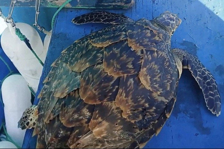 Rare hawksbill sea turtle released back into the wild - ảnh 1