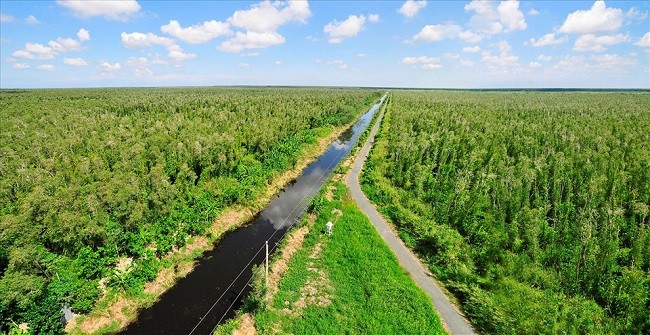 Mengembangkan Pasar Karbon di Vietnam - ảnh 1