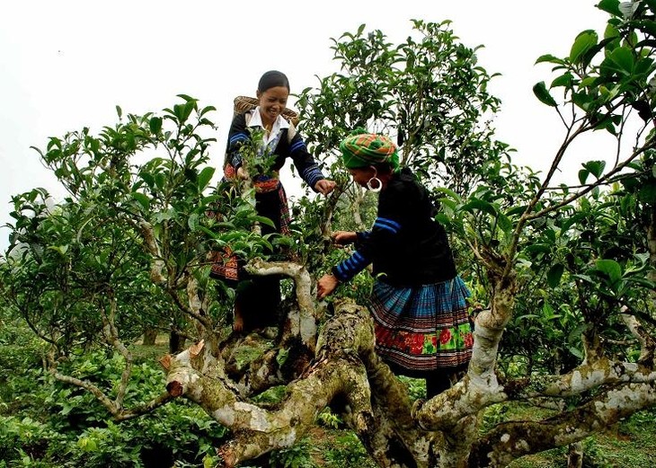 Memperkenalkan teh Shan Tuyet dari Vietnam dan Jasa Taksi yang Ramah dengan Lingkungan  - ảnh 1