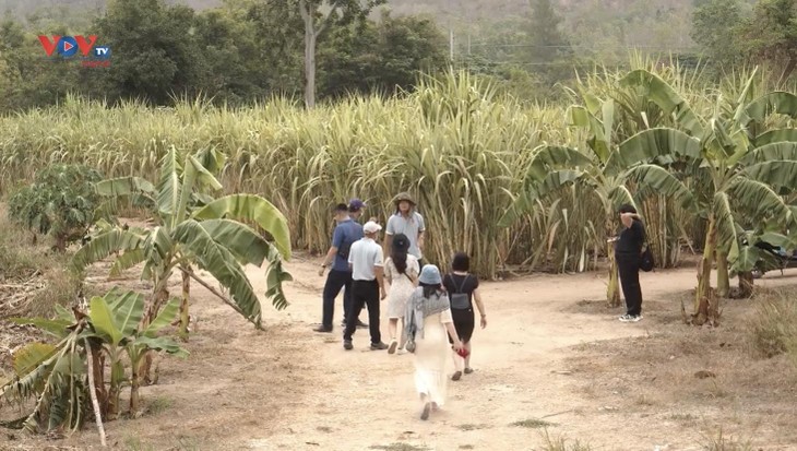 Perubahan di Sebuah Tanah Tandus dari Thailand  - ảnh 2