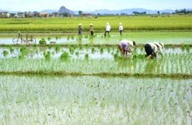 ບັນຍາກາດເລີ່ມຕົ້ນລະດູການຜະລິດໃນຕົ້ນປີໃໝ່ - ảnh 1