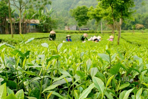 ຕາແສງລາບັ່ງກໍ່ສ້າງຊົນນະບົດໃໝ່ - ảnh 3