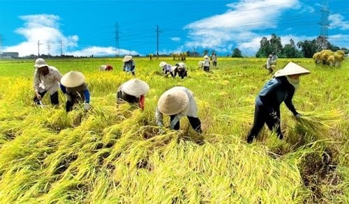 ຍູ້ແຮງການພັດທະນາຮູບແບບ “ທົ່ງນາແບບຢ່າງຂະໜາດໃຫຍ່” ໃນການຜະລິດກະສີກຳ - ảnh 4