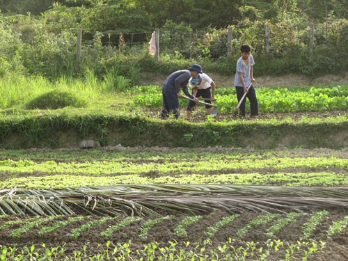 ບຸນປີໃໝ່ຢູ່ເຂດທະເລທາງທິດຕາເວັນຕົກສຽງໃຕ້ - ảnh 3