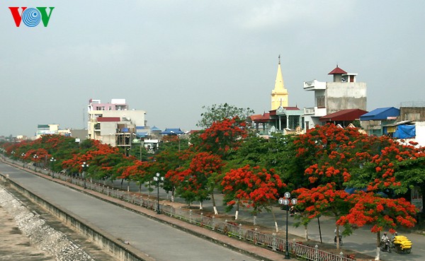 ສີສັນດອກໄມ້ໃນລະດູຮ້ອນ - ảnh 1