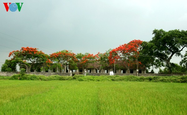 ສີສັນດອກໄມ້ໃນລະດູຮ້ອນ - ảnh 11