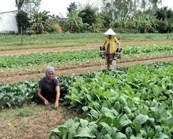 ຊົນນະບົດຈ່າວິງ - ບາດກ້າວພັດທະນາຢ່າງແຮງ - ảnh 4