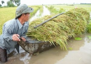 ສ້າງໂຄງປະກອບຂະ ແໜງກະສິກຳຄືນໃໝ່ ຕາມທິດຍົກສູງມູນຄ່າເພີ່ມ - ảnh 1