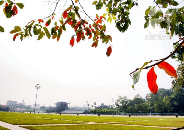 ລະດູໃບໄມ້ຫຼົ່ນຢູ່ຮ່າໂນ້ຍ-ງາມດັ່ງໃນຝັນ - ảnh 3