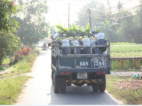 ໝູ່ບ້ານປູກດອກໄມ້ຊາແດກ ກະກຽມຕ້ອນຮັບບຸນປີໃໝ່ປະຈຳຊາດ - ảnh 4