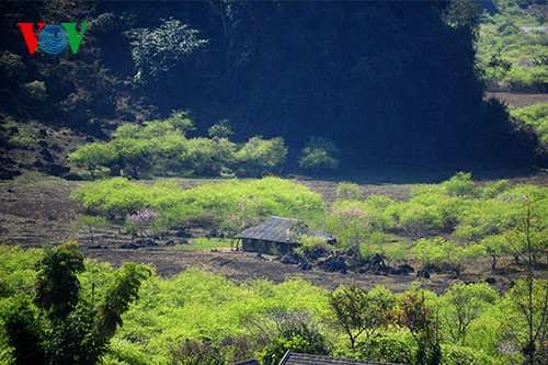 ສີສັນລະດູບານໃໝ່ຢູ່ໂມກເຈົາ - ảnh 1