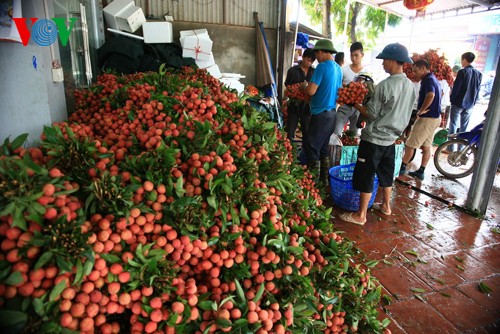 ລະດູການເກັບກູ້ໝາກລິ້ນຈີ່ຢູ່ລູກຫງ້ານ - ảnh 10