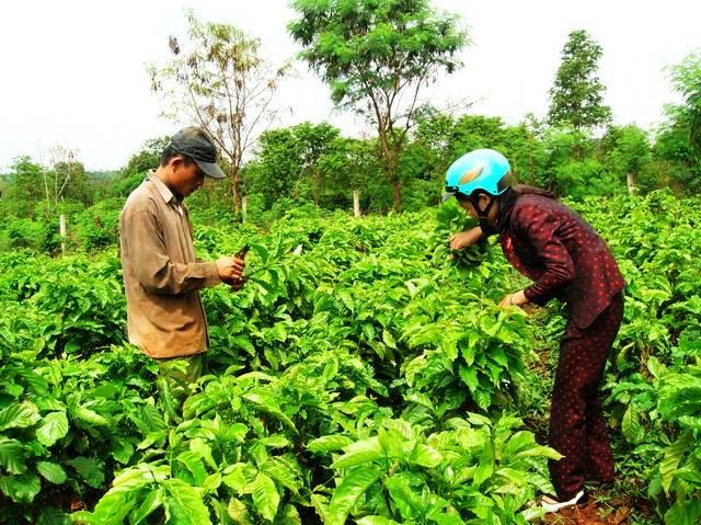 ການ​ກໍ່ສ້າງ​ຊົນນະບົດ​ໃໝ່​ຢູ່​ເມືອງ ກື​ເມີ​ກາ, ​ແຂວງ​ດັກ​ລັກ - ảnh 2