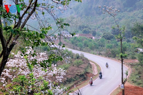 ດອກສ້ຽວ​ເງິນຢູ່​​ເຂດໄຕ​ບັກ - ảnh 1