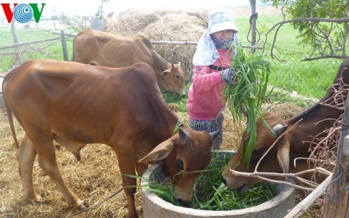 ນິງທ້ວນພັດທະນາການລ້ຽງສັດແບບຍືນຍົງ - ảnh 1