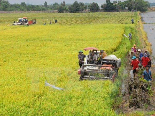 ຊາວກະສິກອນເຂດທົ່ງພຽງແມ່ນ້ຳຂອງແກ້ໄຂຜົນກະທົບຈາກການປ່ຽນແປງຂອງດິນຟ້າອາກາດ - ảnh 2