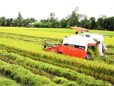 ການສົ່ງອອກເຂົ້າສານມີຄຸນນະພາບສູງ,ທິດທາງໃໝ່ໃຫ້ແກ່ຂະແໜງເຂົ້າສານຫວຽດນາມ - ảnh 2