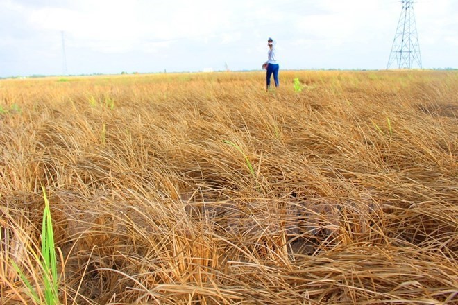 WBຮັບຮອງເອົາບ້ວງເງິນ380ລ້ານUSDເພື່ອຊ່ວຍຫວຽດນາມຕ້ານການປ່ຽນແປງຂອງດິນຟ້າອາກາດ - ảnh 1