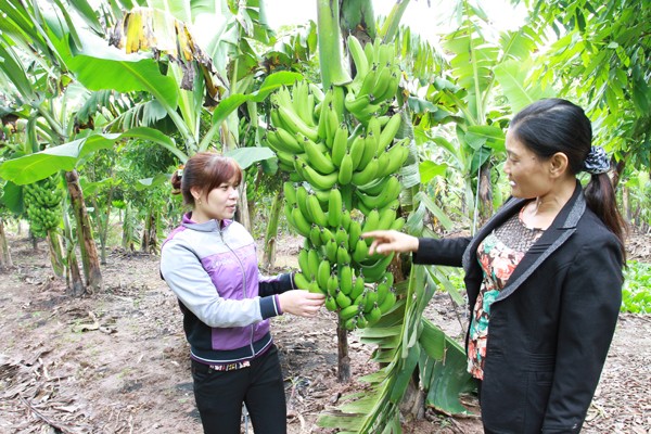 ຊາວກະສິກອນເຂດຊາຍແດນ ຫ້ວຍລວງ,ແຂວງລາຍເຈົາຫລຸດພົ້ນຄວາມທຸກຍາກຍ້ອນການປູກຕົ້ນກ້ວຍ - ảnh 1