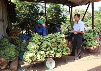 ຊາວກະສິກອນເຂດຊາຍແດນ ຫ້ວຍລວງ,ແຂວງລາຍເຈົາຫລຸດພົ້ນຄວາມທຸກຍາກຍ້ອນການປູກຕົ້ນກ້ວຍ - ảnh 2