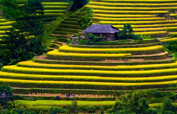 ລະບົບນາຂັ້ນໄດຢູ່ ຮ່ວາງສູຟີ່ງາມທີ່ສຸດໃນ​ແຂວງ ຮ່າຢາງ  - ảnh 9