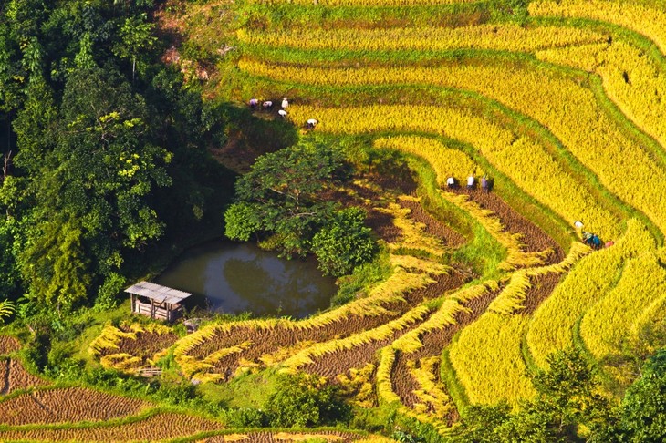 ລະບົບນາຂັ້ນໄດຢູ່ ຮ່ວາງສູຟີ່ງາມທີ່ສຸດໃນ​ແຂວງ ຮ່າຢາງ  - ảnh 10