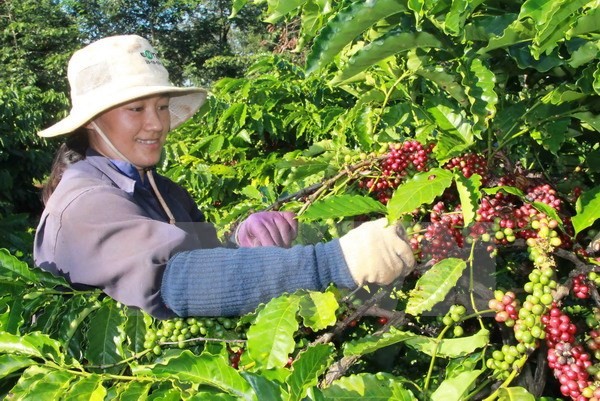 ບຣາຊິນ ນຳເຂົ້າກາເຟ Robusta ຈາກ ຫວຽດນາມ - ảnh 1