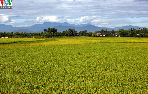 Das große Feldmodell in An Giang - ảnh 1