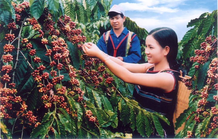 Gemeinsames Vertragsmodell für Kaffee-Export  - ảnh 1