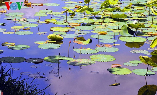 Lotus-Blüte in der Kaiserstadt Hue  - ảnh 3