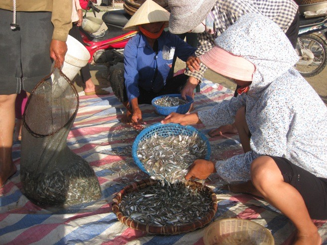 Das Alltagsleben der Fischer am Strand von Hai Hoa in der Provinz Thanh Hoa - ảnh 7