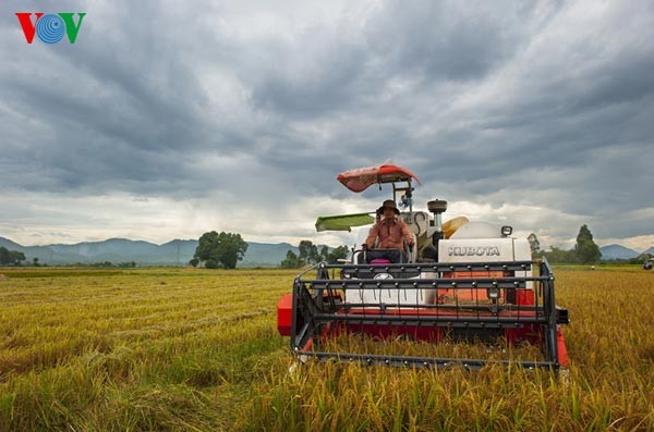 Ernte in meiner Heimat - ảnh 10